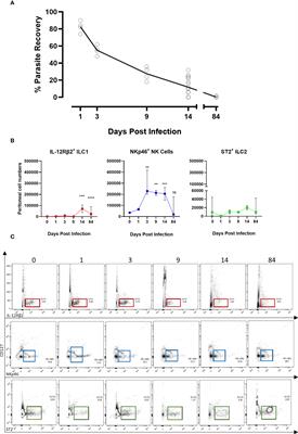 NKp46+ natural killer cells develop an activated/memory-like phenotype and contribute to innate immunity against experimental filarial infection